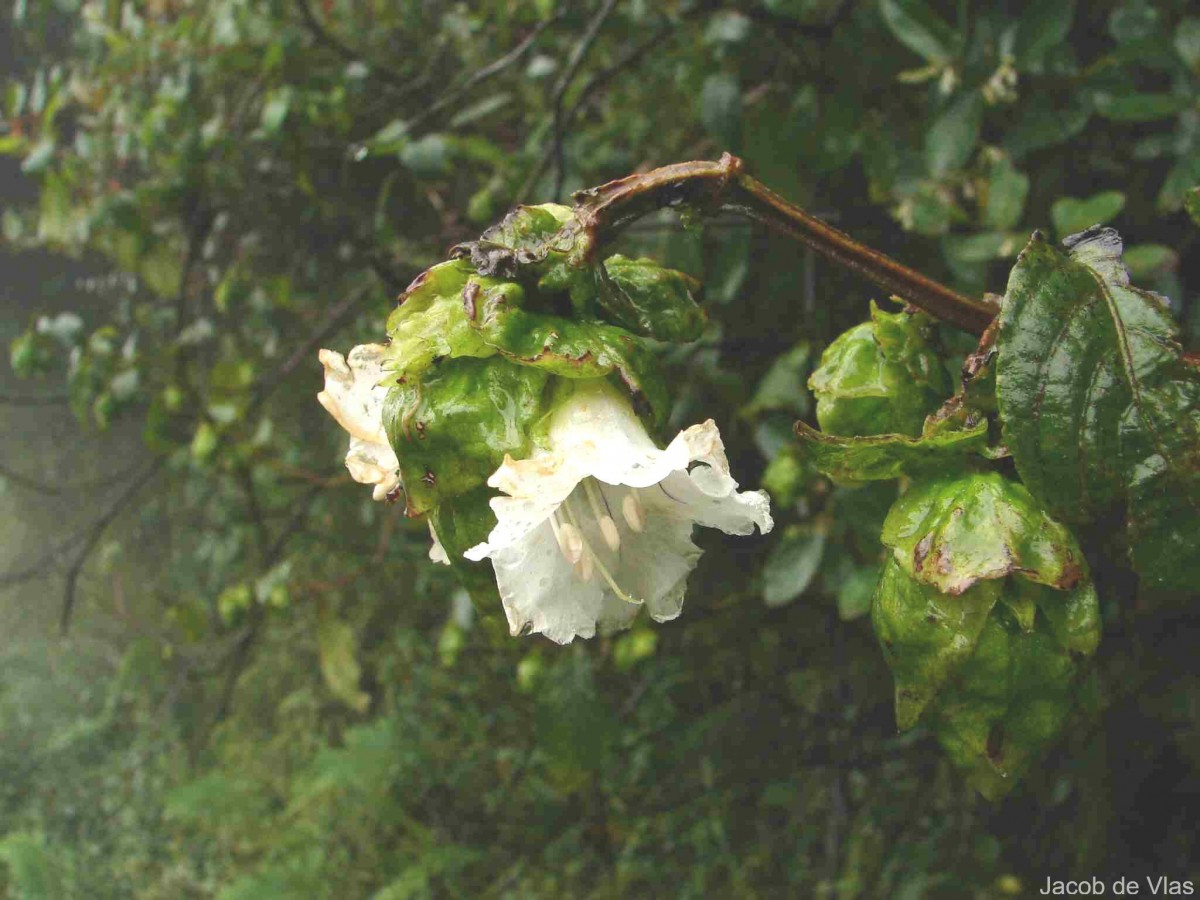 Strobilanthes hookeri Nees